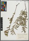 Foto von Salix repens L. x Salix viminalis L.